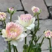 モモの画像