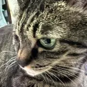 さぼてんくん