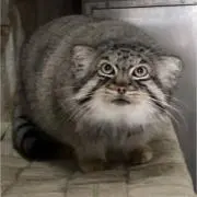 るねこの画像