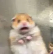 モハヴィンの画像
