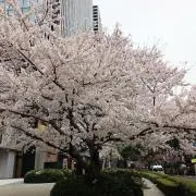 pakapakaの画像