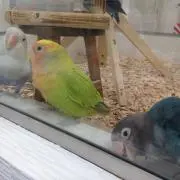 くまし(・(工)・)