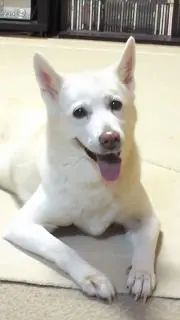 てっち