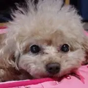 Singochanの画像