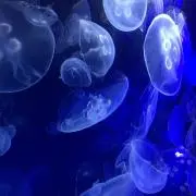 Ryezo〜☆の画像