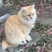 nekoの画像