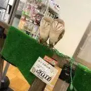 梟の画像