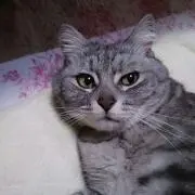 レグルス ＊お休み中