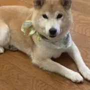 たか