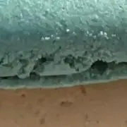 むるの画像