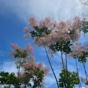 グレッグ（古着好き紹介文をご一読くださいの画像