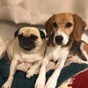 たかりんの画像