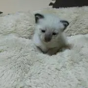 やっぴぃ