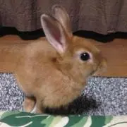 うっちー