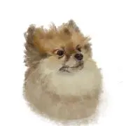 まこ