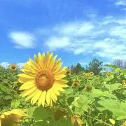 めのうの画像