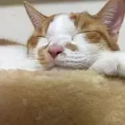 ガルボの画像