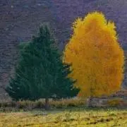 花の画像