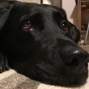 mozku