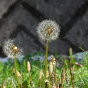 Ailesの画像