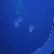 aの画像
