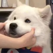 ぷの画像