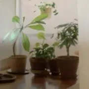 ミルミルの画像