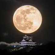 メルトレの画像