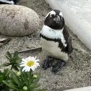 Alpacaの画像
