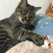 にゃん桜の画像