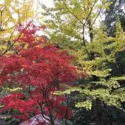 しまなみ