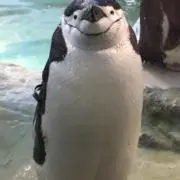 潮尾しおの画像
