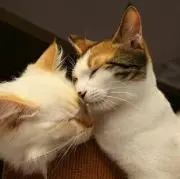 淳