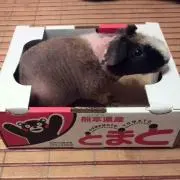 ぶ～にゃん