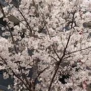 こりん