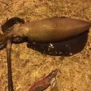 ナイトエギングの画像