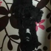 shin