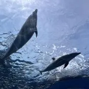 ちいの画像