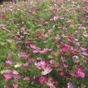 yuu【送料0・匿名配送・即購入OK】の画像