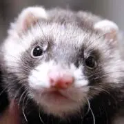 もっさん