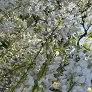 ともかぴ@月水固定発送の画像