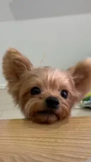 kuni