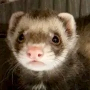 ありんこ