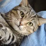 キジトラの画像