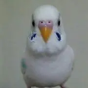 チロの画像