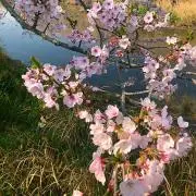 tsukushi