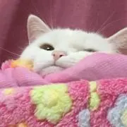 MOMOの画像