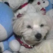 あっこの画像