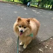 けーか