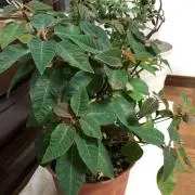 カーヤリマー【プロフィール必読】の画像